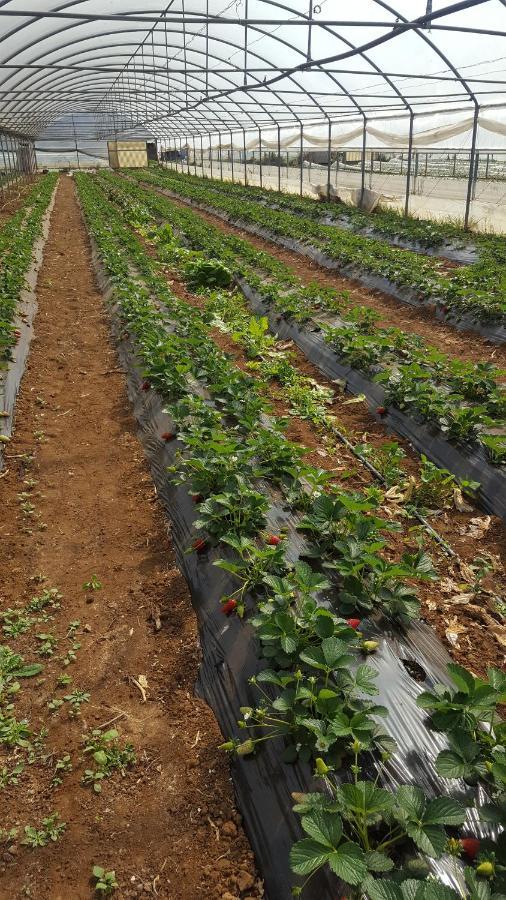 La Piana Di Alsium Βίλα Ladispoli Εξωτερικό φωτογραφία